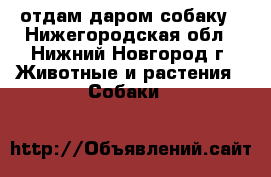 отдам даром собаку - Нижегородская обл., Нижний Новгород г. Животные и растения » Собаки   